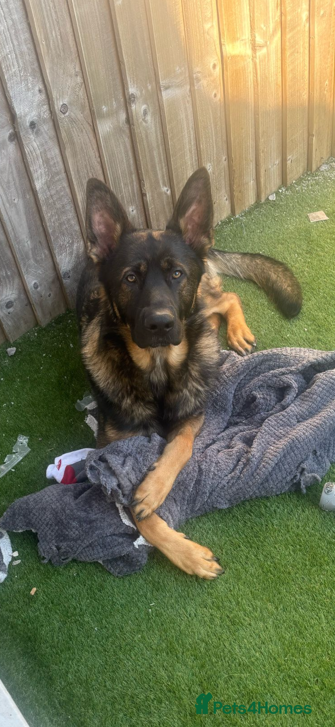 German Shepherd dogs for sale: 15 month old male German Shepherd Called BEAR, - Image 4
