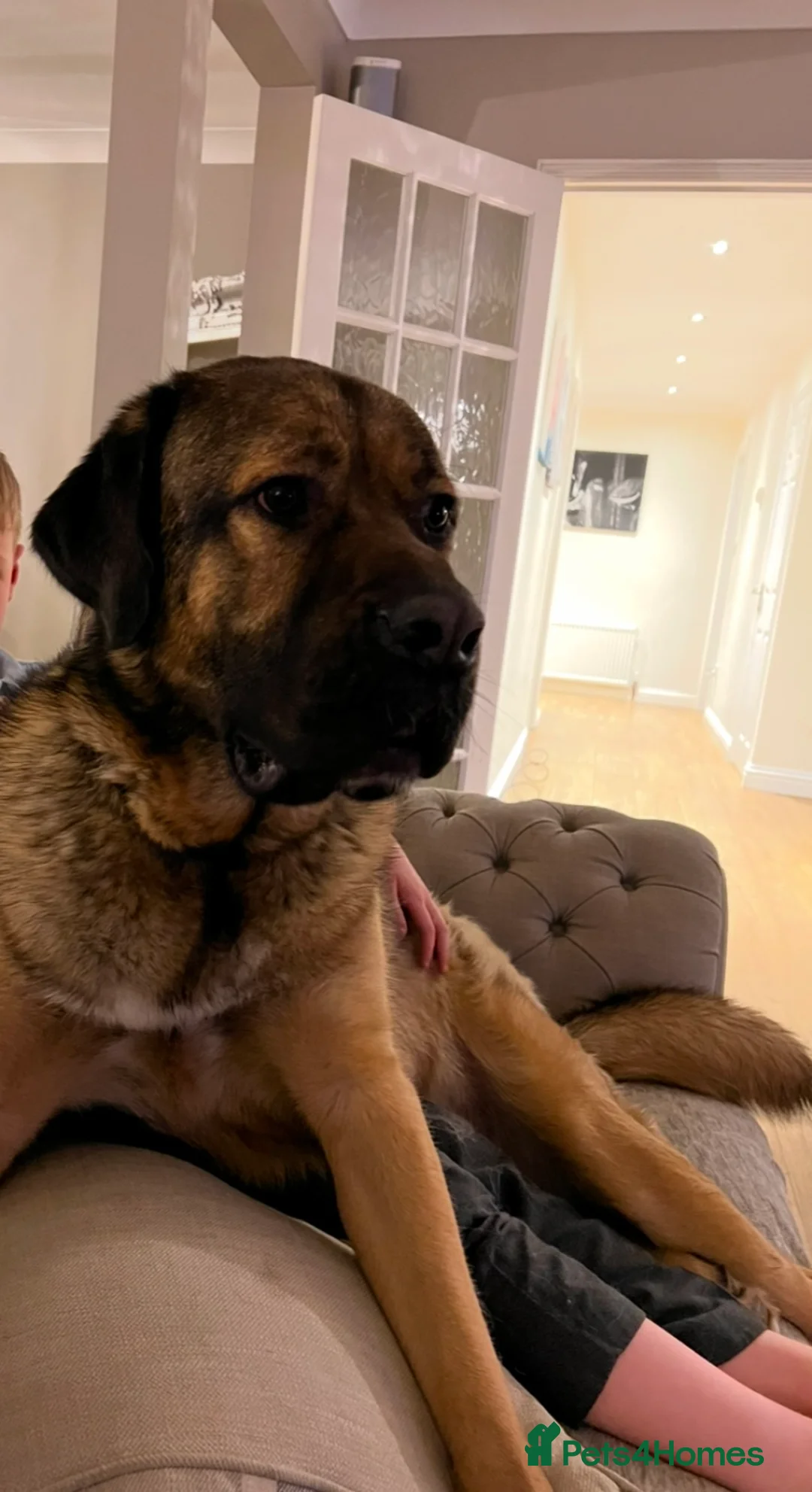 Mixed Breed dogs for sale: 4 year old Caucasian Shepherd dog - Advert 1