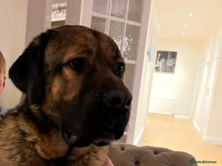 Mixed Breed dogs 4 year old Caucasian Shepherd dog - Advert 4