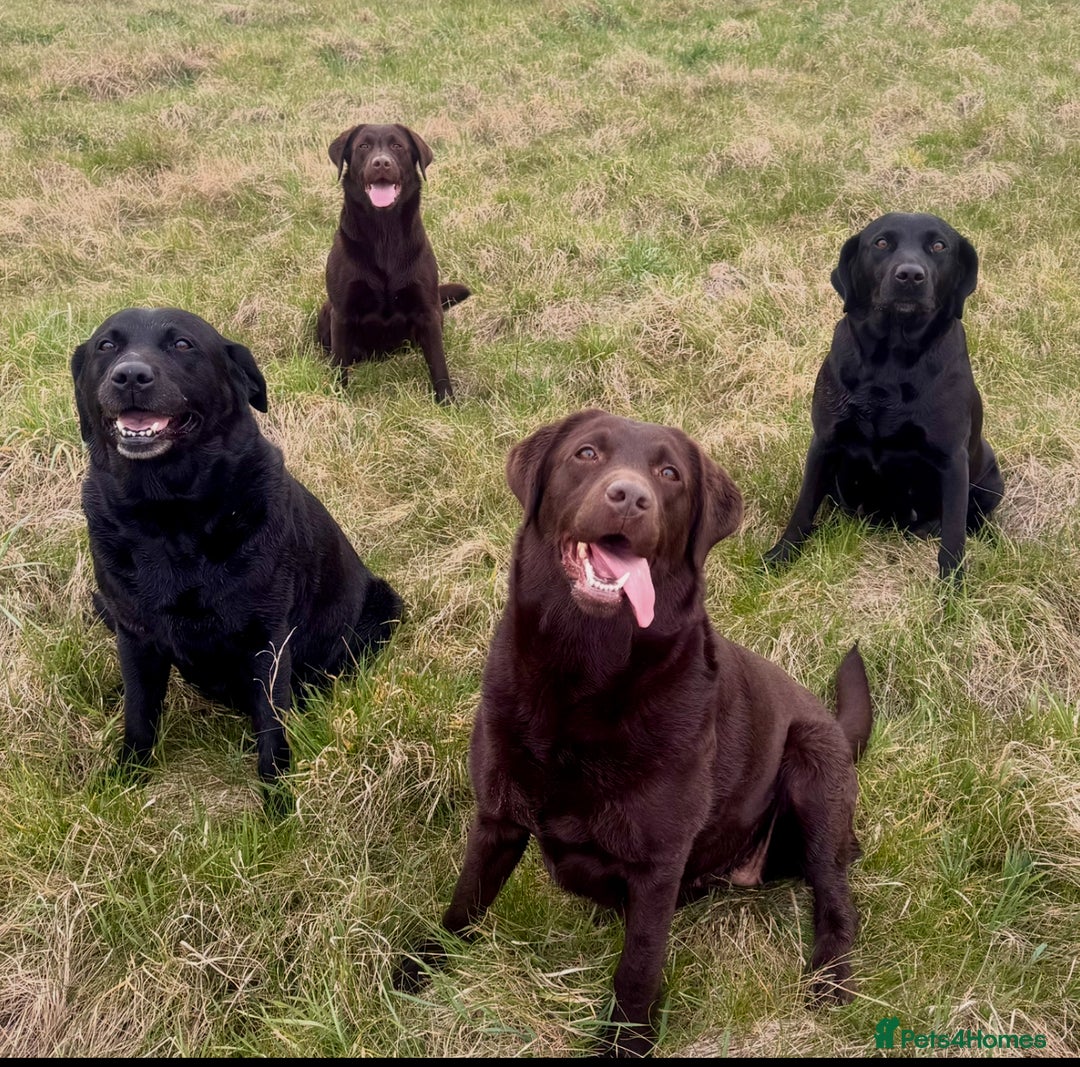 Labrador Retriever dogs for sale: 5 Stars 🌟 Chocolate Labradors  🌟  - Image 24