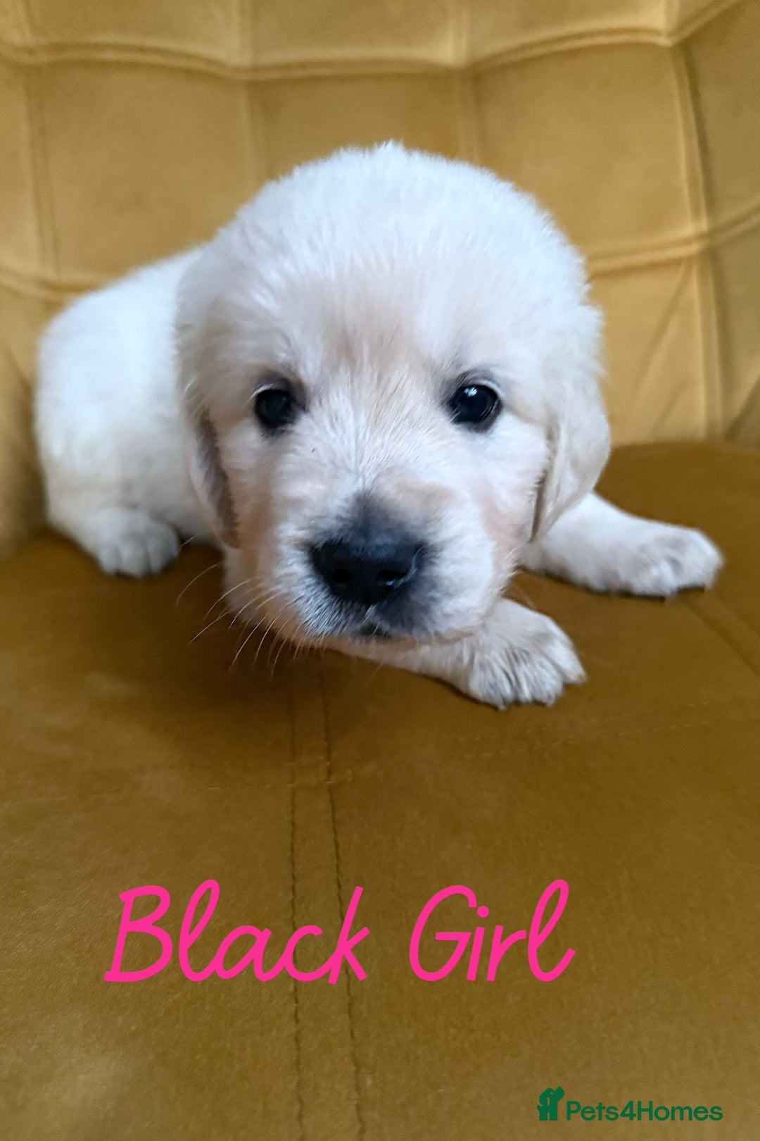 Golden Retriever dogs for sale: 1 LEFT *Ready to Go* Golden Retriever puppies 🐾 - Image 11