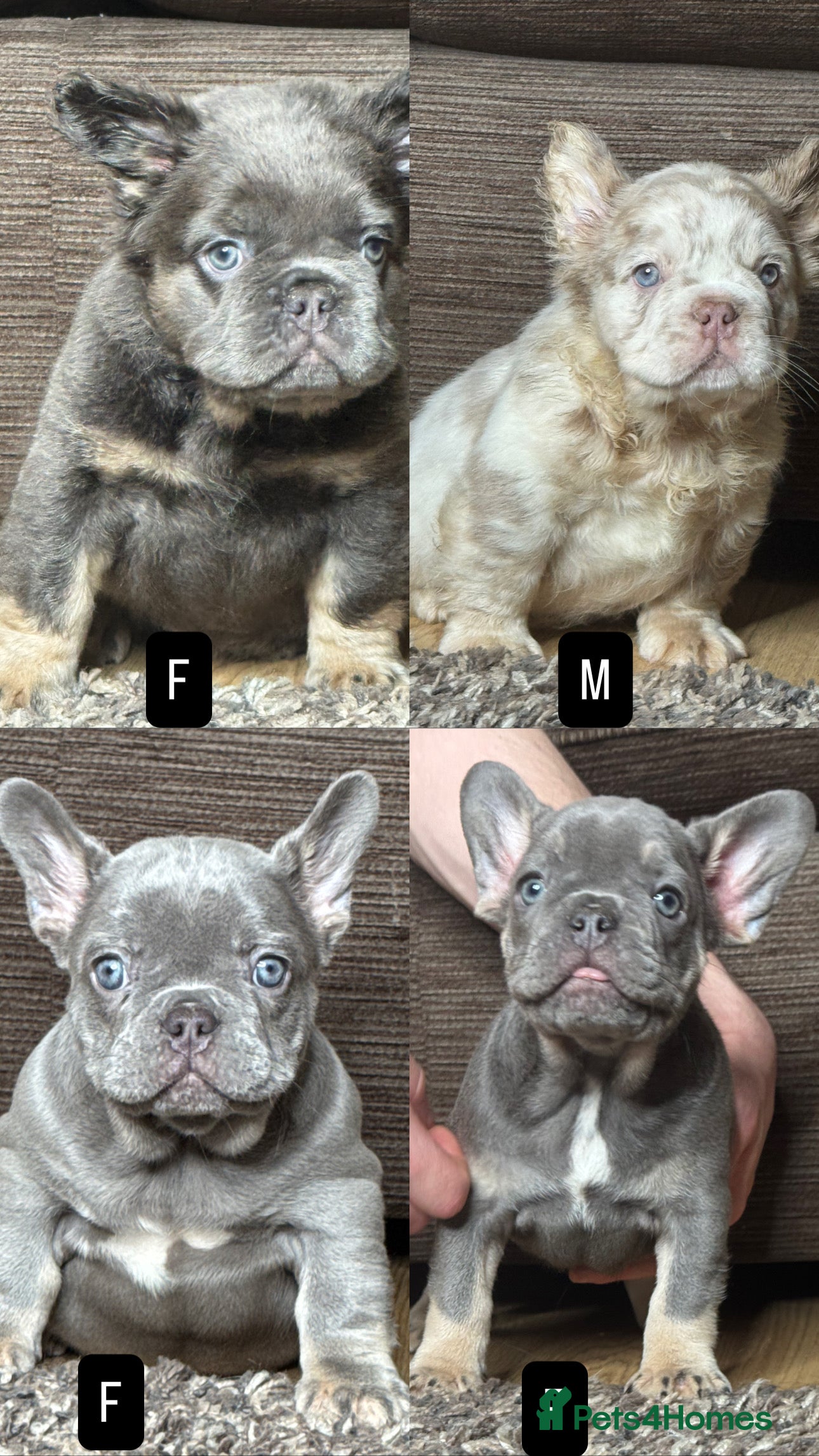 French Bulldog dogs Unique French bulldog pups 9 weeks old UPDATED  - Advert 2