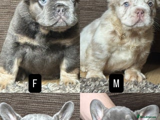 French Bulldog dogs Unique French bulldog pups 9 weeks old UPDATED - Advert 14