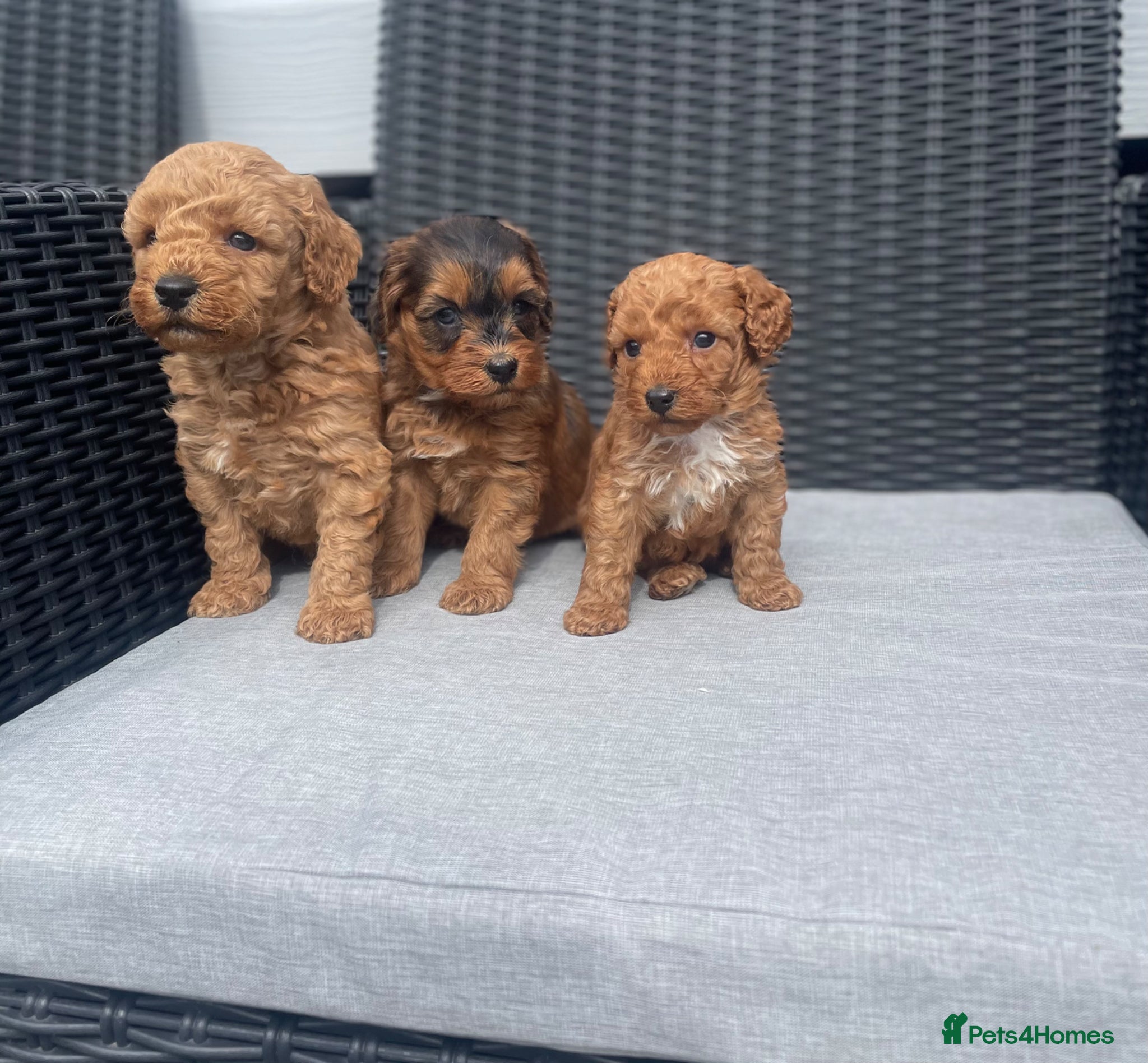 Cockapoo dogs beautiful Cockapoos ready in 2 weeks  😍😍 - Advert 1