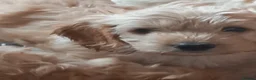 Cockapoo dogs for sale: Show class litter of 7 cockerpoo puppies - Advert 27