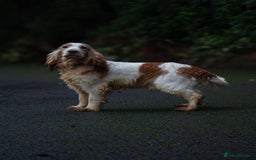 Cocker Spaniel dogs for stud: Frankie & Benny ready for stud in Blackburn - Image 8