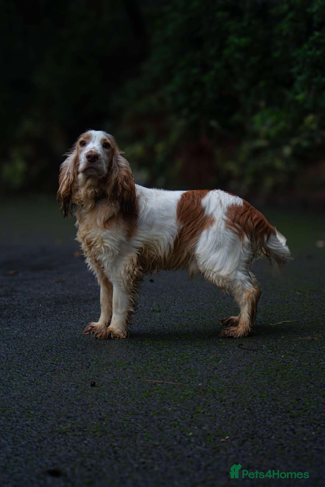 Cocker Spaniel dogs for stud: Frankie & Benny ready for stud in Blackburn - Image 8