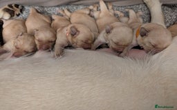 Labrador Retriever dogs for sale: Golden/Yellow Labrador retriever Puppies - Image 2