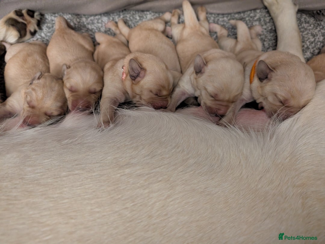 Labrador Retriever dogs for sale: Golden/Yellow Labrador retriever Puppies - Image 2