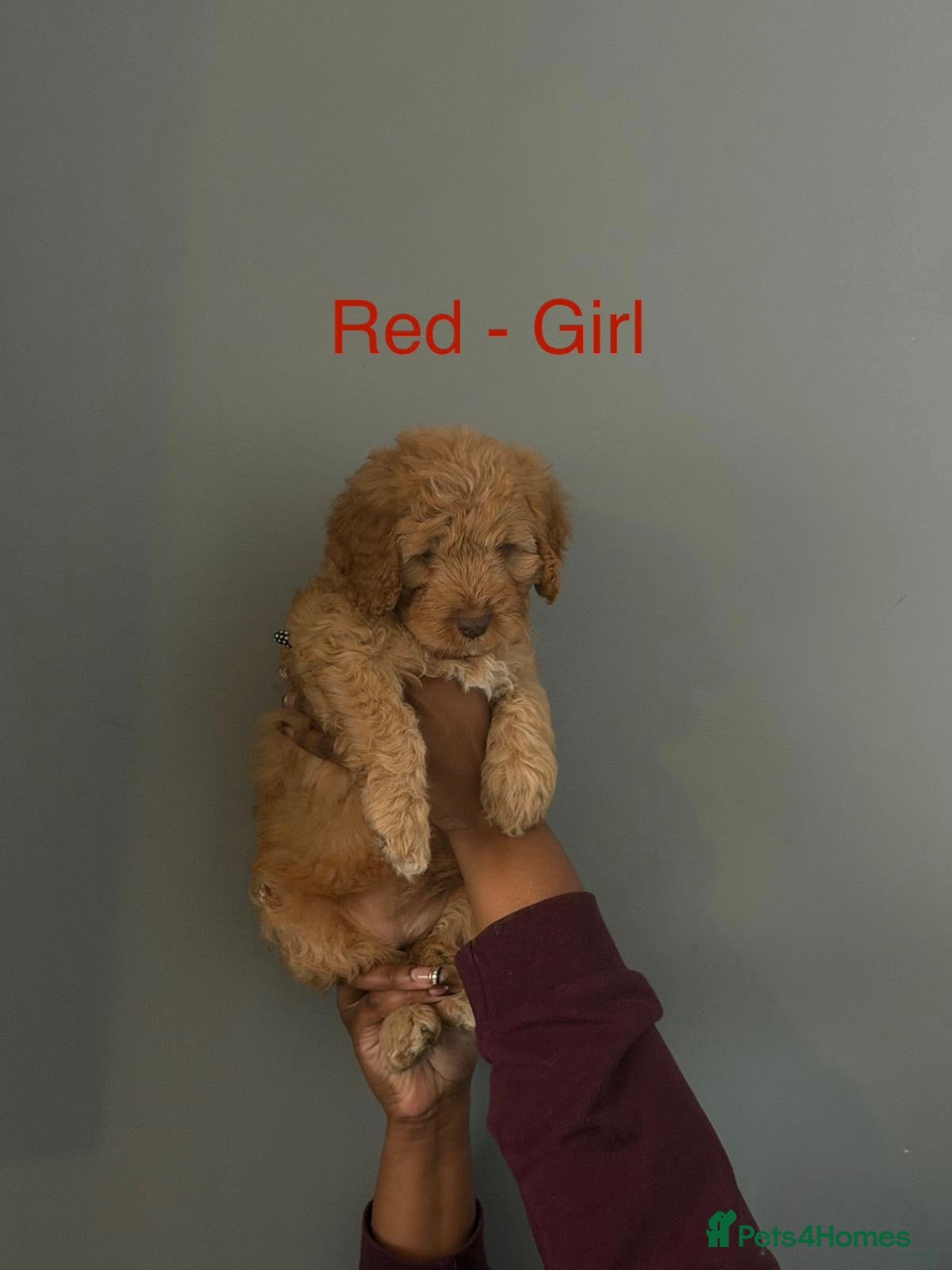 Cockapoo dogs for sale: Beautiful Cockapoo Puppies Seeking Loving Homes - Advert 2