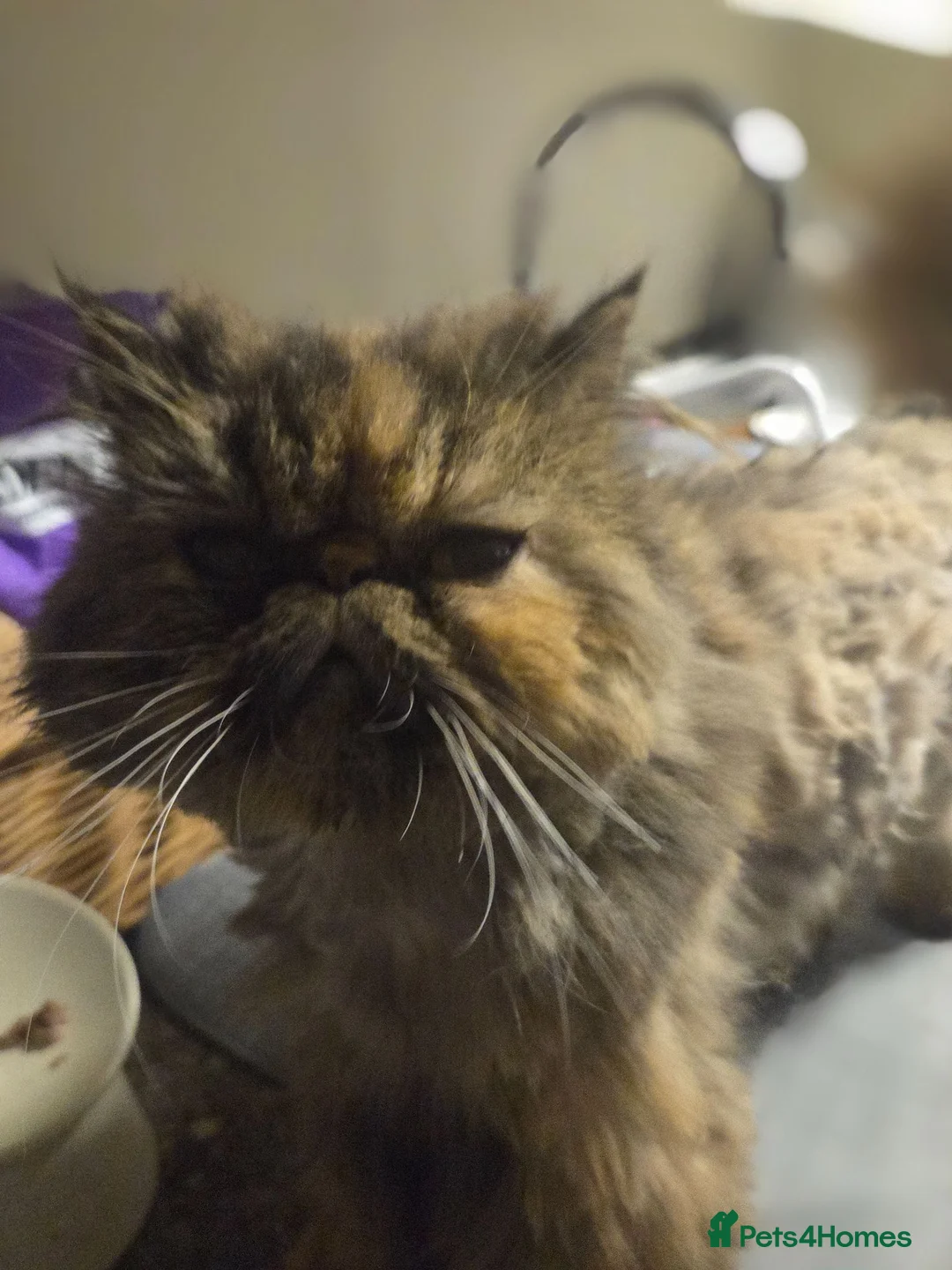 Persian cats for sale: Persian Cross tabby kittens for sale  - Advert 36