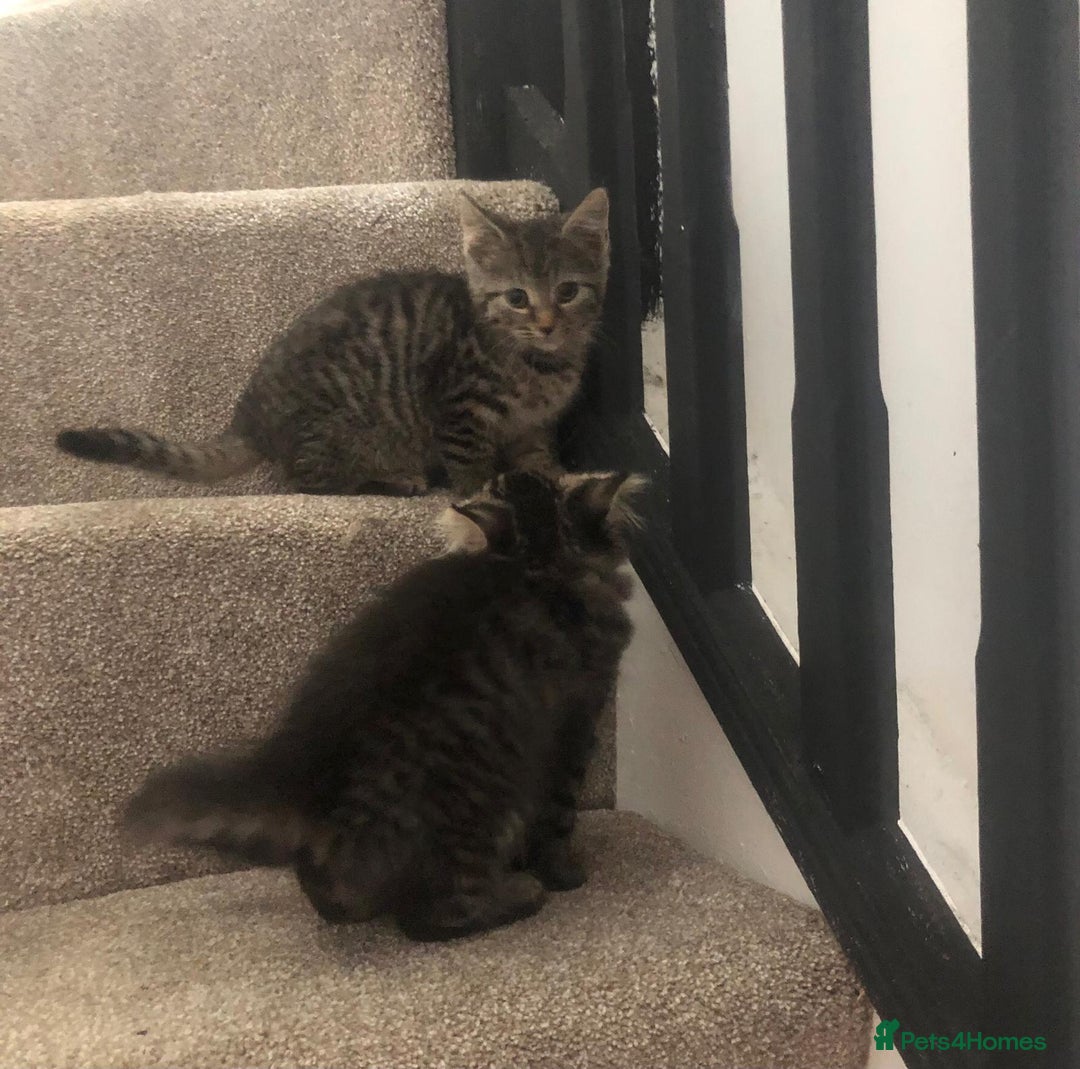 Mixed Breed cats for sale: Gorgeous Tabby Girl Kittens Ready  - Image 10