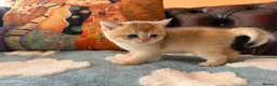 British Shorthair cats for sale: Lovely golden BSH & BLH kittens - Advert 20
