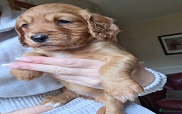 Cocker Spaniel dogs for sale: Working Cocker Spanial Puppies - Image 11