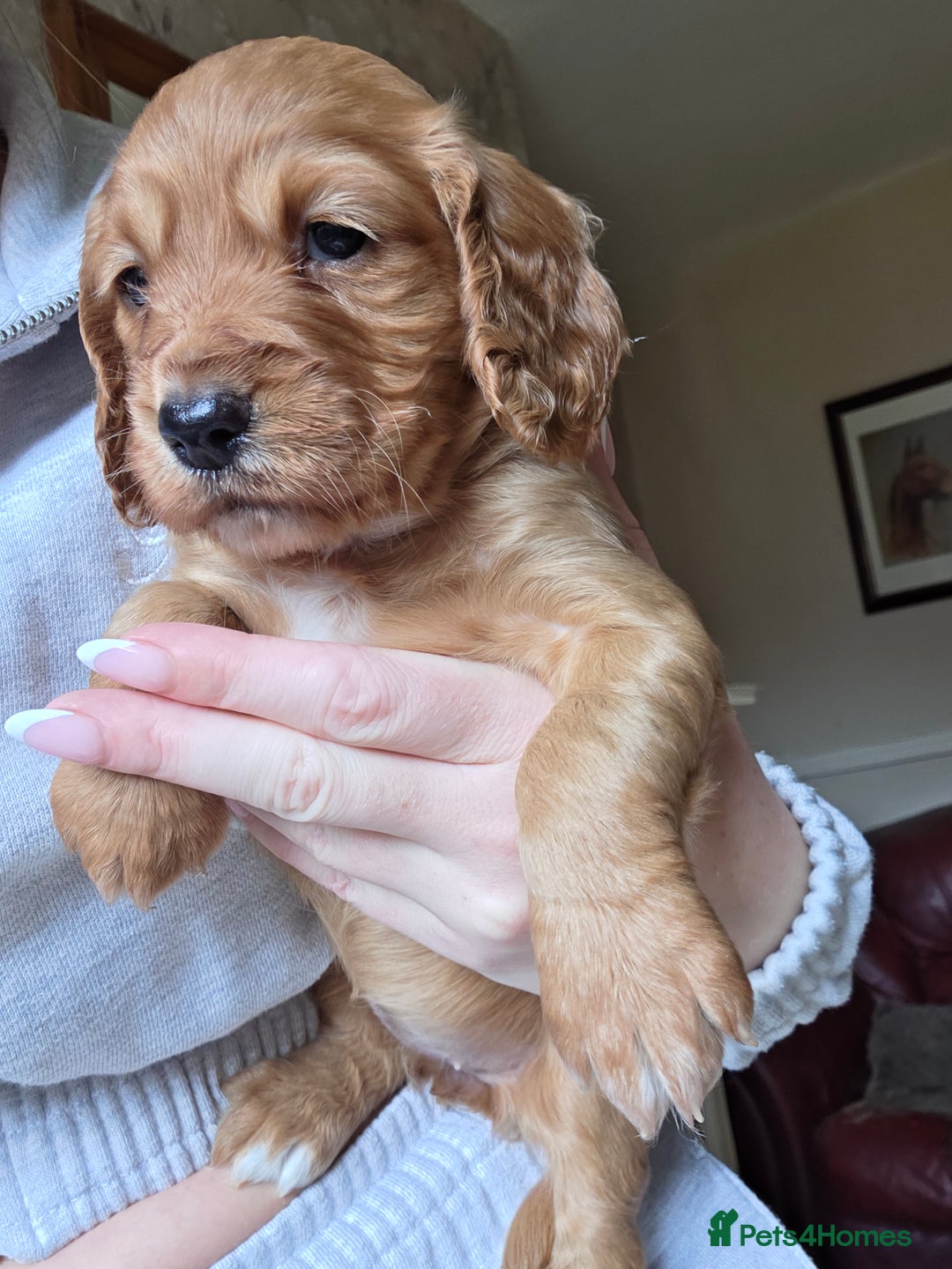 Cocker Spaniel dogs for sale: Working Cocker Spanial Puppies - Image 11