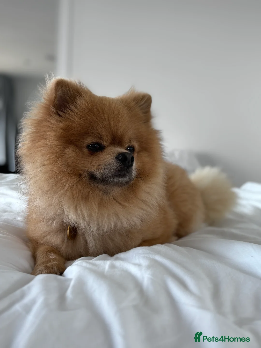 Pomeranian dogs for stud: Pedigree Male Pomeranian Kennel Club Registered  - Advert 7