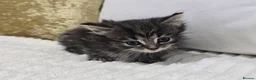 Domestic Shorthair cats for sale: Beautiful Litter of 8 Kittens –5 Females & 3 Males - Advert 14