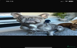 French Bulldog dogs for sale: Bella  - Image 7