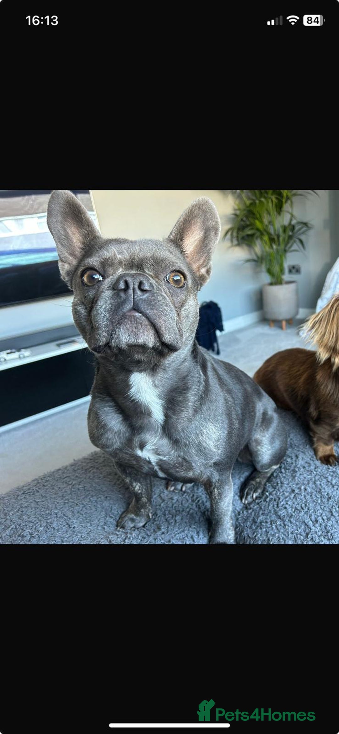 French Bulldog dogs for sale: Bella  - Image 7