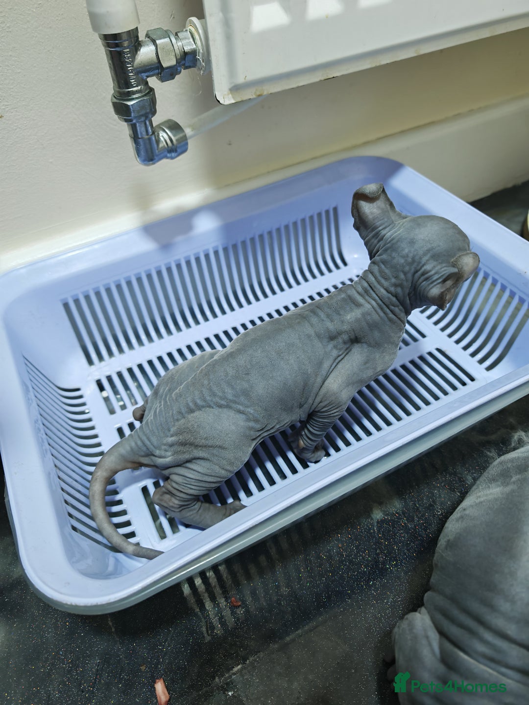 Sphynx cats for sale: Unique Elf, Sphynx & Dwelf Babies - Advert 5