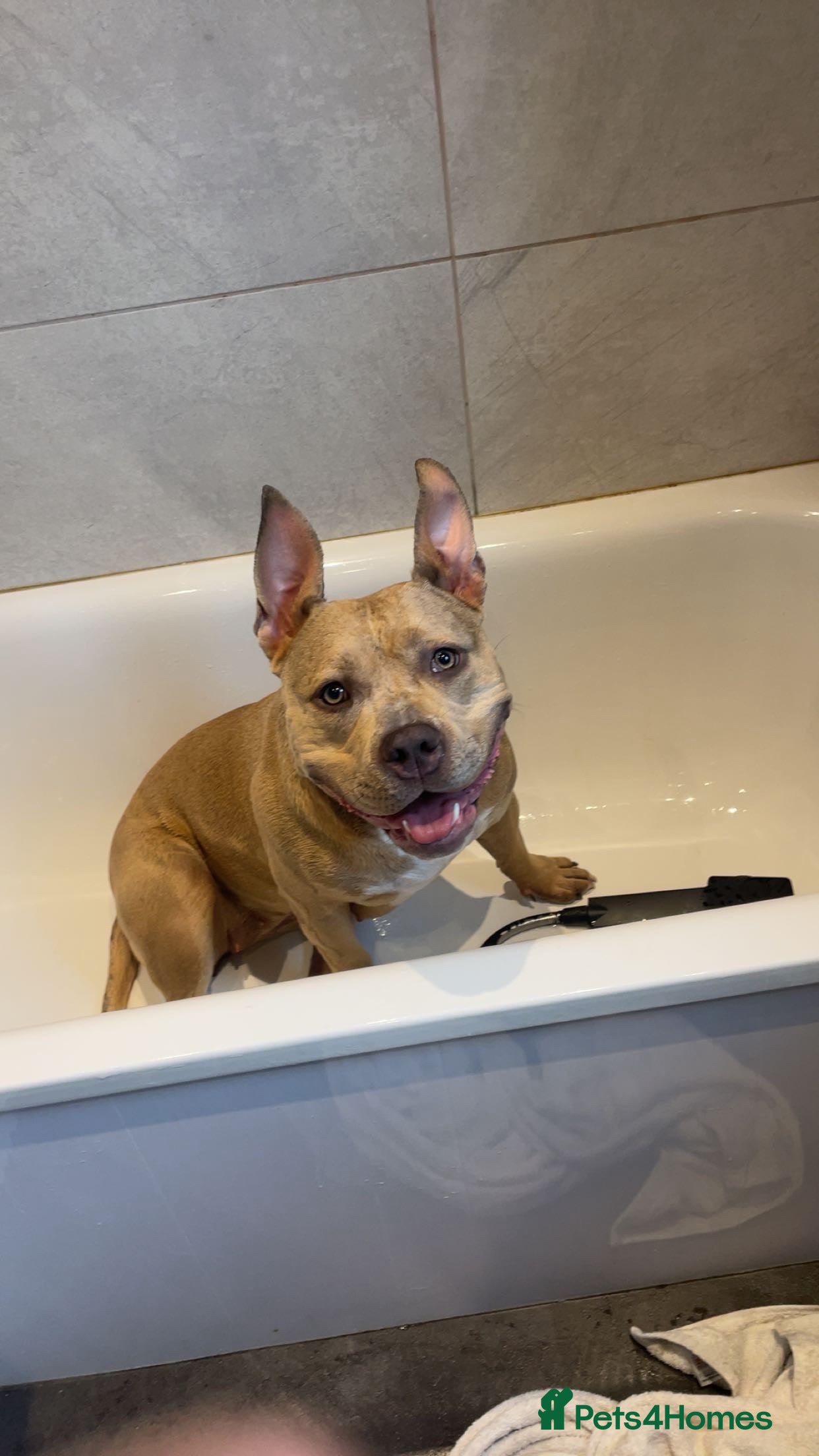 American Bully dogs ABKC Registered pocket bully puppies. Champion🩸🧬 - Advert 3