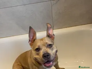 American Bully dogs ABKC Registered pocket bully puppies. Champion🩸🧬 - Advert 3