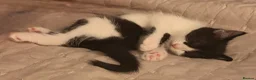 Mixed Breed cats for sale: Gorgeous Bundles of Fun - Advert 12