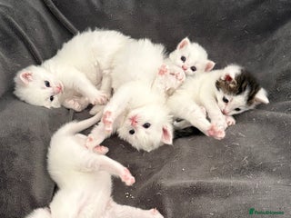 Mixed Breed cats - Advert 30