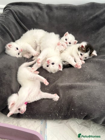 Mixed Breed cats - Advert 2