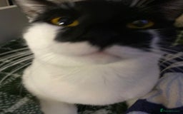 Mixed Breed cats for sale: Male cat - Image 1