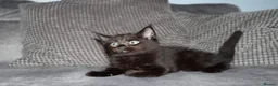 Maine Coon cats for sale: Gorgeous maine coon cross kittens - Advert 3