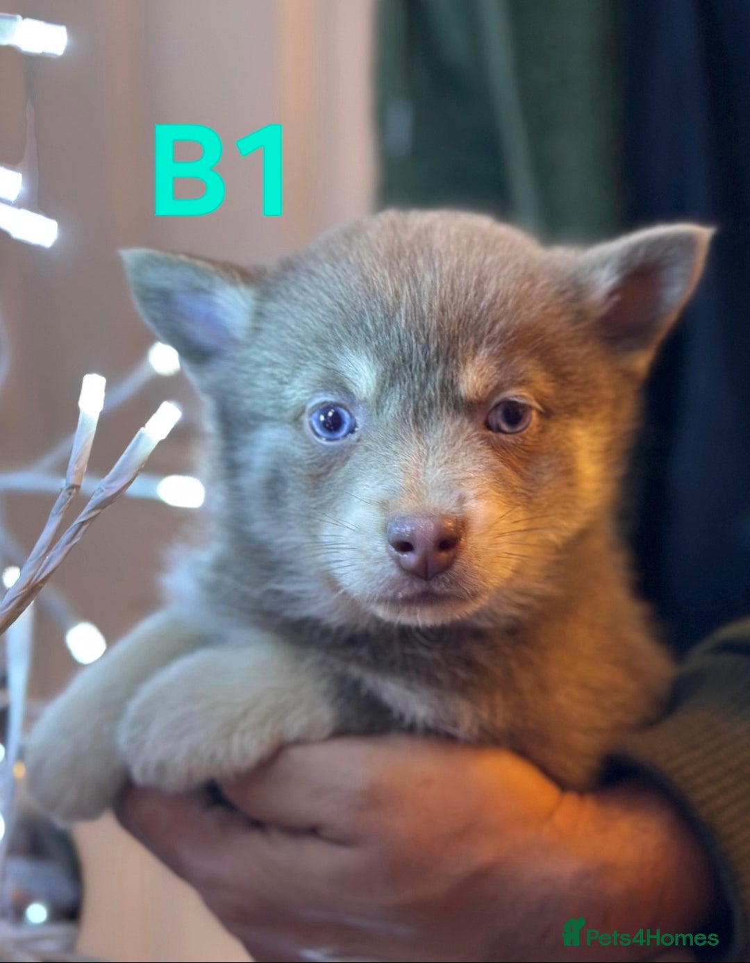 Pomsky dogs for sale: Blue Eyed F4 Toy Pomskies - Advert 2