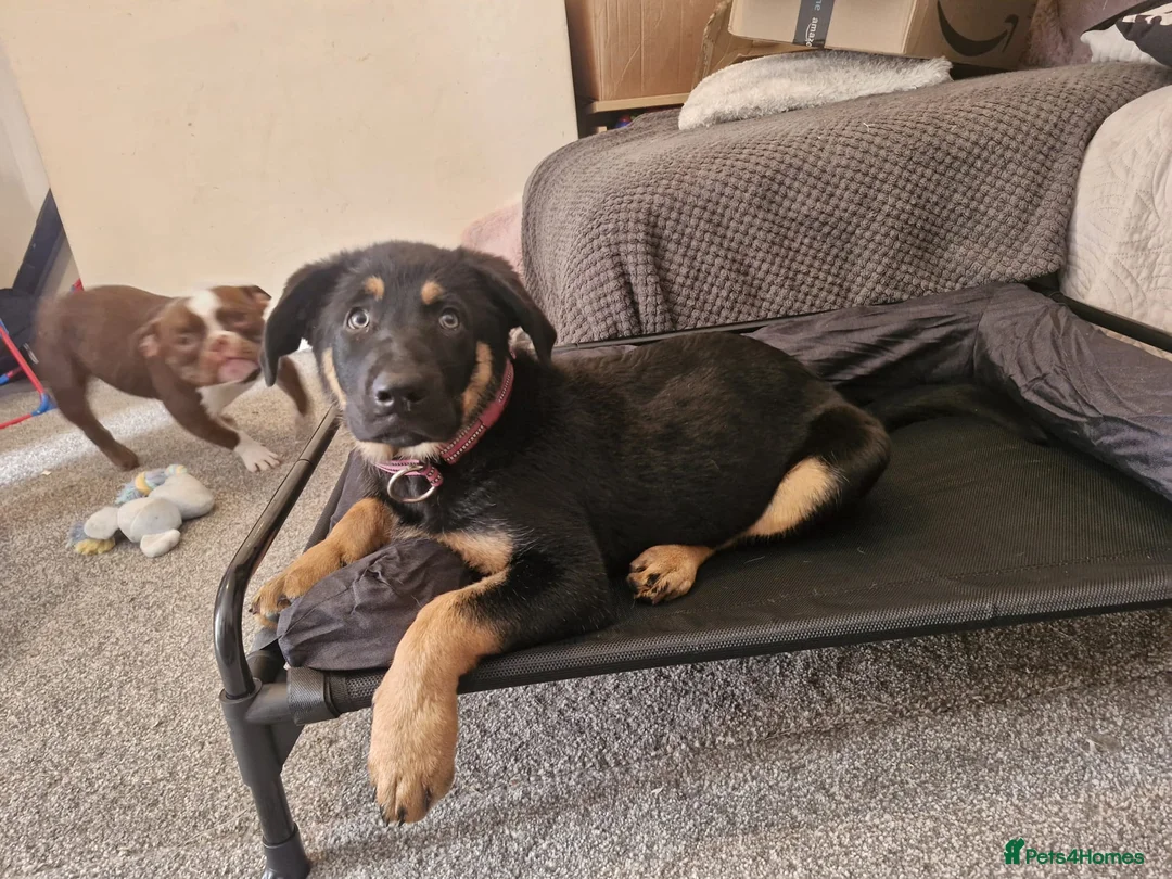 Mixed Breed dogs for sale: Rottie x puppy for sale  in Louth - Advert 2