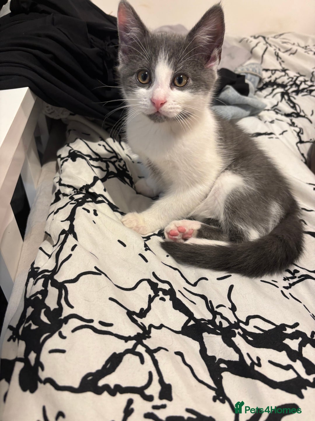 Domestic Shorthair cats for sale: 2 month old kitten looking for loving family - Advert 3