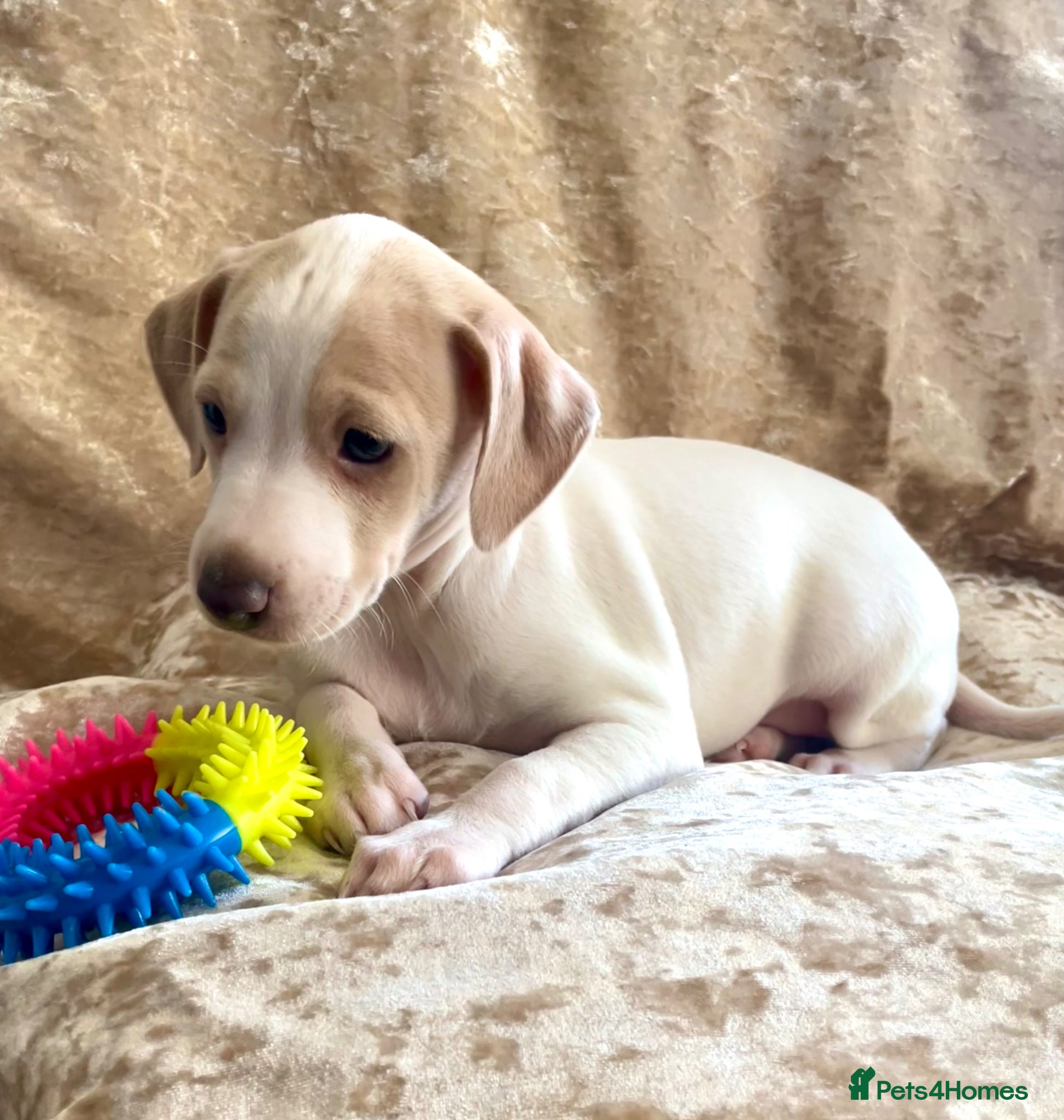 Italian Greyhound dogs Italian greyhound cream and white available  - Advert 11