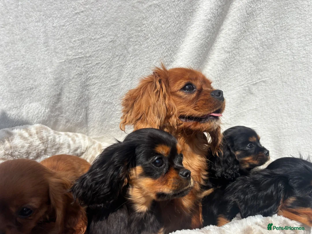 Cavalier King Charles Spaniel dogs for sale: Cavalier King Charles  - Advert 1