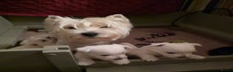 West Highland Terrier dogs for sale: Strong full of life and joy girls KC registered  - Advert 4