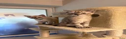 Ragdoll cats for sale: Beautiful Ragdoll x Bengal kittens - Advert 16