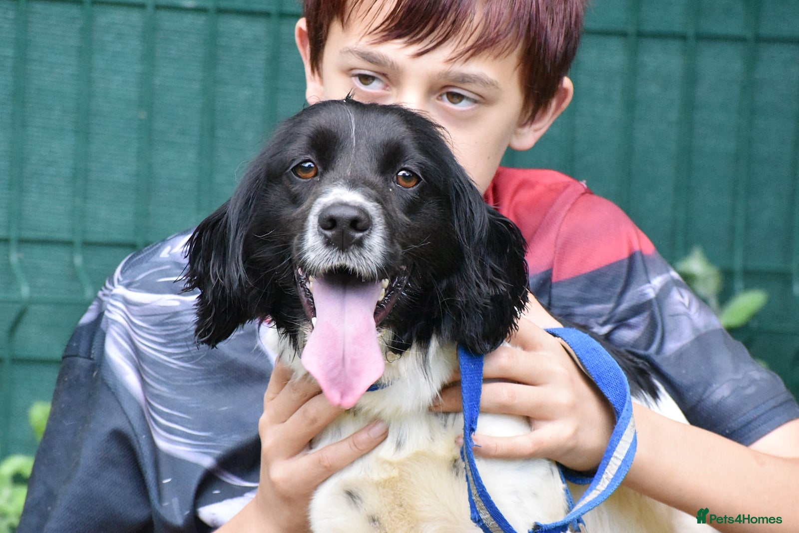 Brittany Spaniel dogs for adoption: Xira  in New Romney - Advert 5
