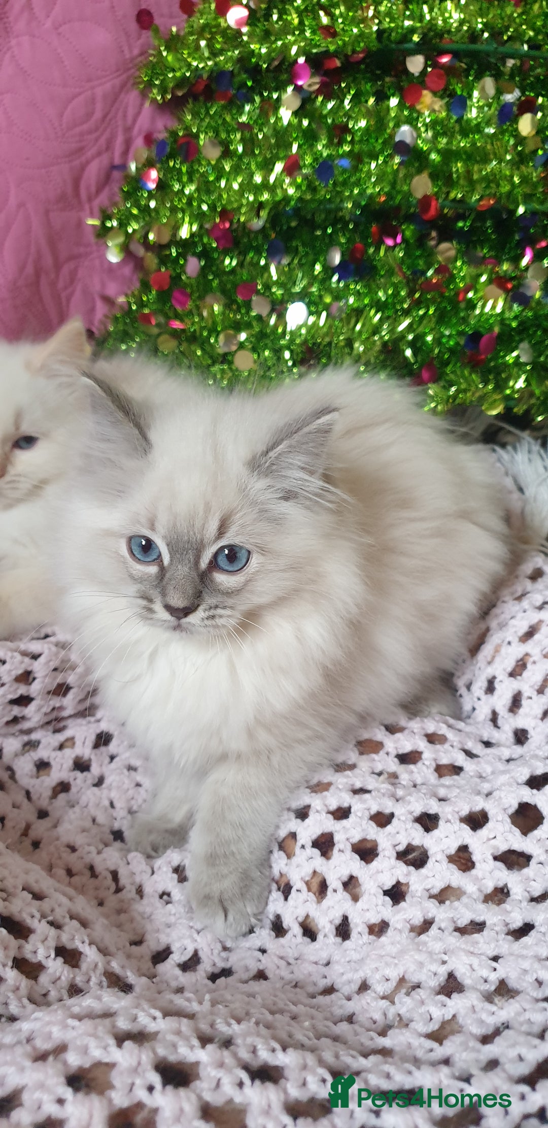 Ragdoll cats for sale: 💗Stunning GCCF registered Ragdoll Kittens. - Advert 18