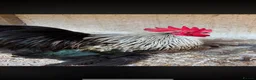 Chickens poultry for sale: Silver Birchin Trio - Advert 1