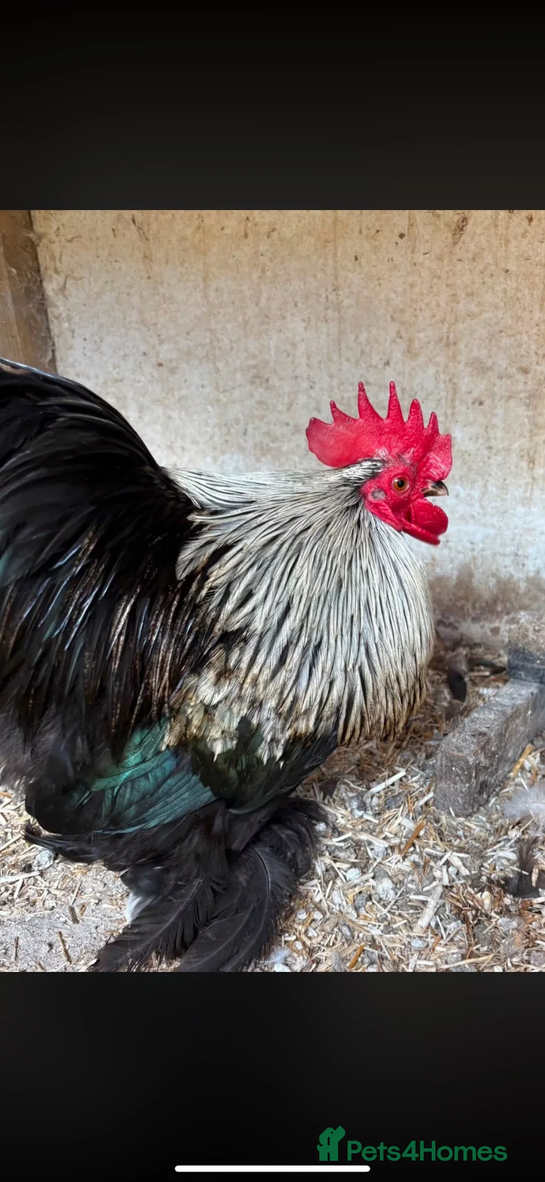 Chickens poultry for sale: Silver Birchin Trio - Advert 1