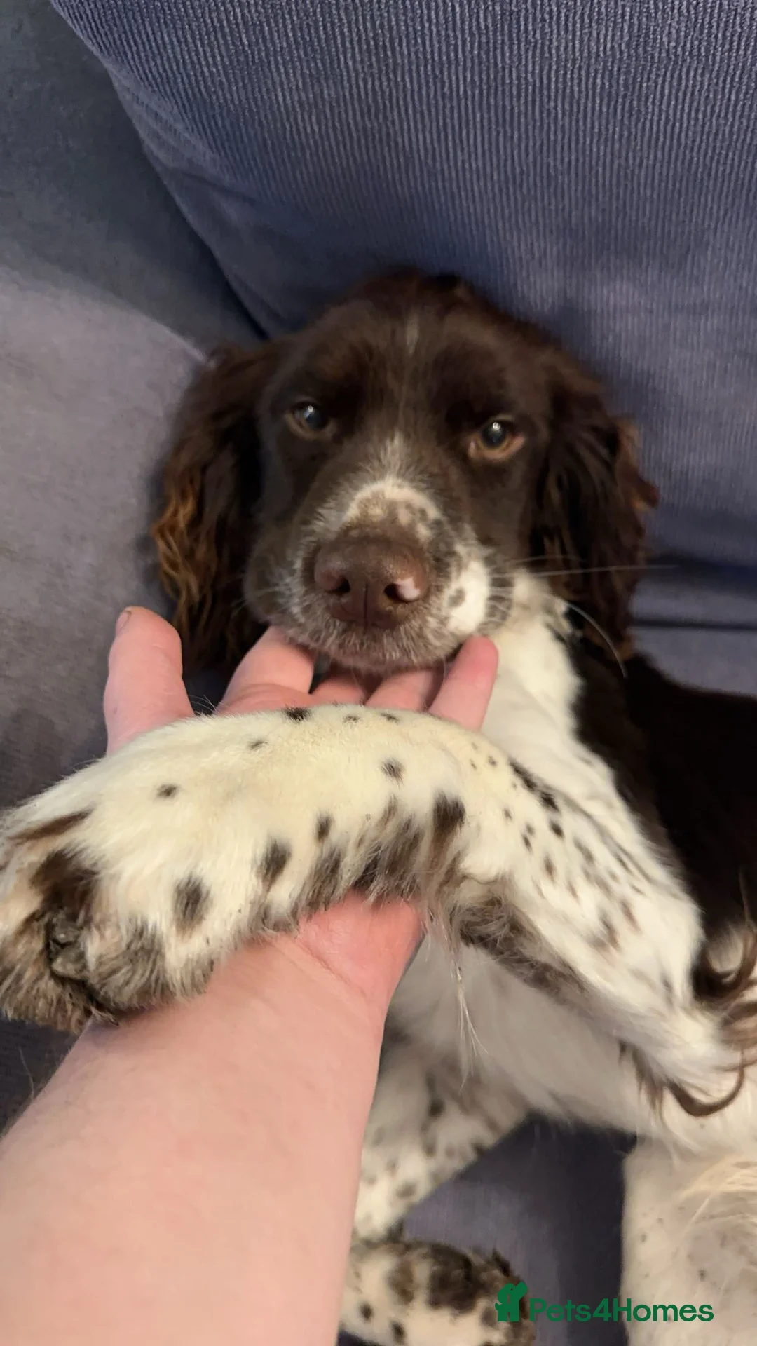 English Springer Spaniel dogs for stud: English Springer Male for Stud - Advert 3
