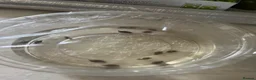 Snails fish for sale: Bladder Snails - Advert 3