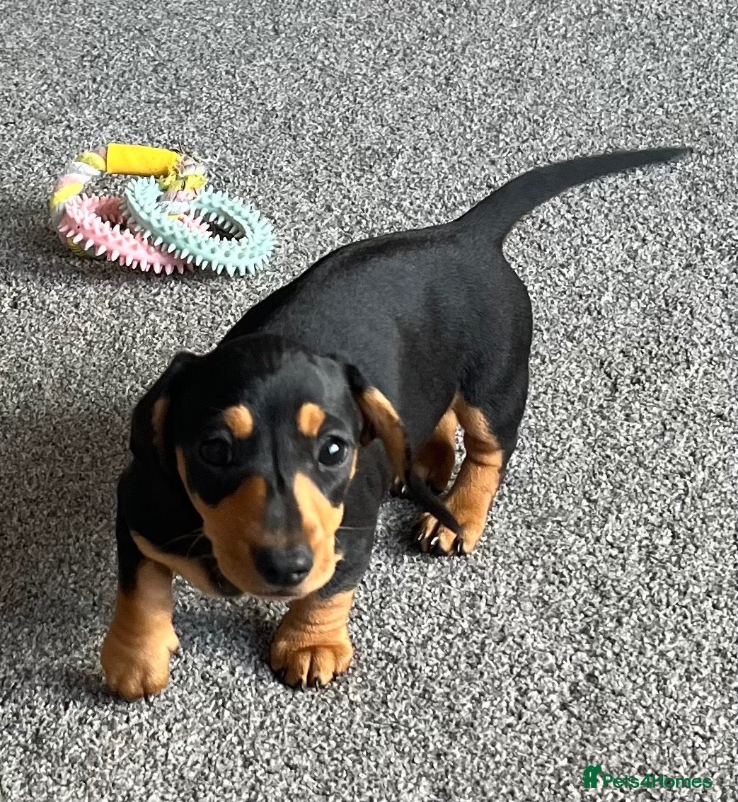 Miniature Dachshund dogs Adorable, Mischievous & Loving Little Girl.  - Advert 1