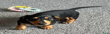 Miniature Dachshund 3