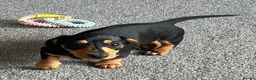 Miniature Dachshund dogs for sale: Beautiful little girl.  - Advert 12