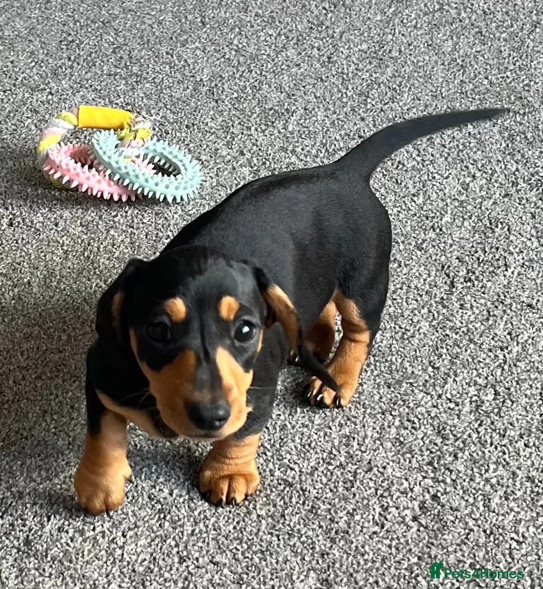 Miniature Dachshund dogs for sale: Beautiful little girl.  - Advert 12