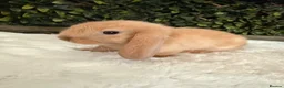 Mini Lop rabbits for sale: Mini lop  - Advert 8