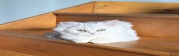 Persian cats for sale: Two Persian chinchillas pedigree - Advert 2